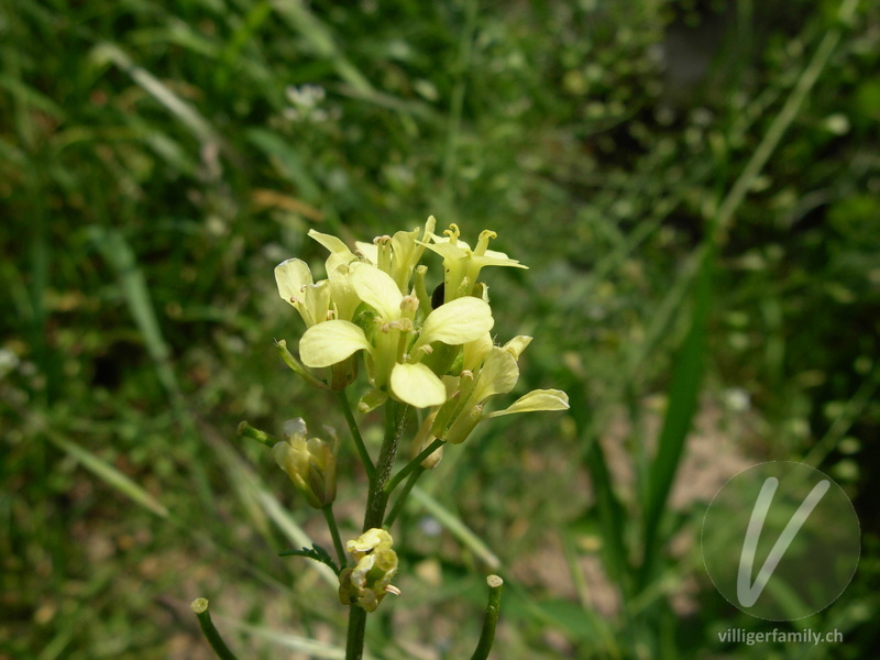 Französische Rampe: Übersicht